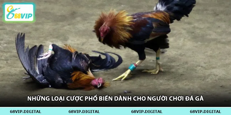 Những loại cược phổ biến dành cho người chơi đá gà