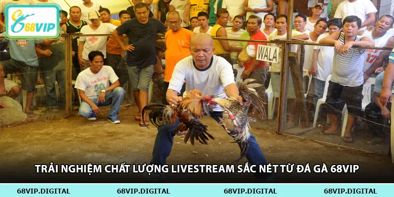 Trải nghiệm chất lượng livestream sắc nét từ đá gà 68vip